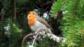 Punarinta laulaa kauniisti (Erithacus rubecula)