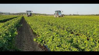 Ecimage et binage Pépinières viticoles UNIPLANTS VIGNES