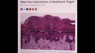 It Appears that the Newly Discovered (2018) "Interstitium" Layer Might be the Immune System