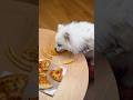 Nico: I love pizza! #funny #nico #funnyanimal #dog #funnydog