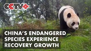 China’s Endangered Animals, Vegetation Experience Recovery Growth