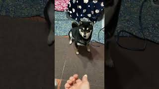 キレキレの気迫で修行する柴犬 #黒柴 #柴犬 #顔だけ豆柴 #マロ眉 #shiba