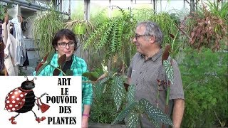 Conseil jardinage: Bouture begonia maculata: Plante verte d'intérieur