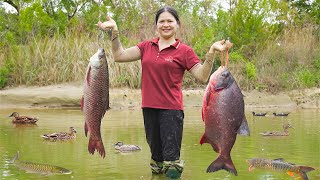 Rural Girl's Wild Swamp Adventure – Catch Giant Fish With Net