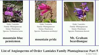 List of Angiosperms of Order Lamiales Family Plantaginaceae Part 5 beardtongue penstemon ourisia