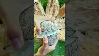 আশ্চর্যজনক নারকেল 🥥Amazing Coconut 🥥