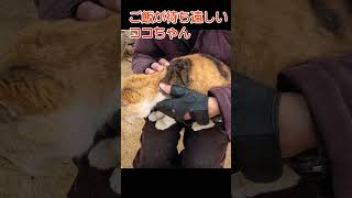 ご飯が待ち遠しいココちゃん201s5 #shorts  #野良猫ちゃん #straycat