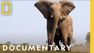 Kwando (2019) | Documentary | National Geographic Okavango Wilderness Project