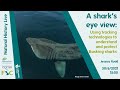 A Shark’s Eye View: Using Tracking Technologies to Understand & Protect Basking Sharks