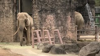 Running baby Giraffe and Long African elephants  走る赤ちゃんキリンと長いアフリカ象 Tama Zoological Park