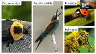 Mary Gardiner: Beneficial Insect Biodiversity: What It Is and Why It Matters