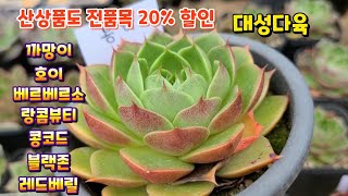 신상품 까망이 고가의 베르베르소 신상 포함 20% 할인 대성다육