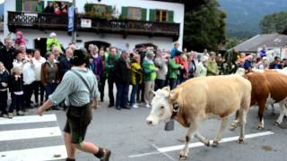 Almabtrieb - Krün Sept 15th, 2012 cow parade...