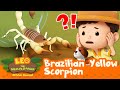 The SCORPION is POISONOUS!! 🦂 Brazilian Yellow Scorpion | Leo the Wildlife Ranger | Kids Cartoons