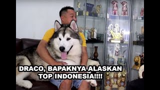 Draco, Bapaknya Anjing-Anjing Alaskan Malamute Terkenal Di Indonesia !!!