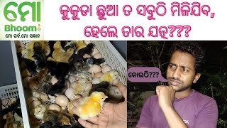 ଉନ୍ନତ ମାନର କୁକୁଡା ଛୁଆ କେଉଁଠୁ ପାଇବେ?? How to make a Poultry Farm or Breeding Farm in Odisha??