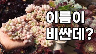 3월 30일 다육이가 새로 왔는데 이름이 비싸 보이는데요?? 새로 온 아이들이 구경하세요~