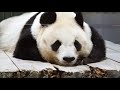 【パンダ】panda 渡哲也に見えてしまうcute♥タンタン♪