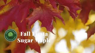 Fall Fiesta Sugar Maple