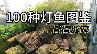 100种灯鱼图鉴 part 1 #灯鱼 #tetrafish #tetra