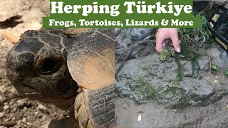 Herping in Türkiye, Ep 1