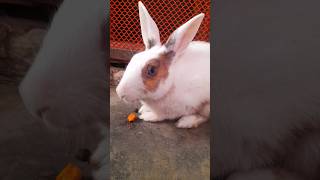 কিউট ডিব্বা #rabbit #animals #bunny #animalslover #funny #cute #vairal #rabbitshort #socute #vairal