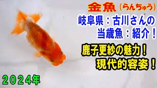 #らんちゅう（#金魚）ブリーダーの飼育記録No.260：岐阜県古川さんの当歳魚ご紹介！鹿子更紗の魅力！現代的な容姿！