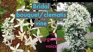 bridal bouquet/clematis vine in pots/complete care in தமிழ்/mygarden voice