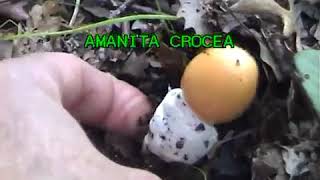 Amanita crocea