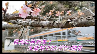 一足早い春の兆し、カンザクラ開花　長野県南部の天龍村、昨年より１ヵ月早く （2023年2月16日）