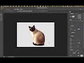 【photoshop 教學】使用調整邊緣工具選取邊緣比較複雜的物體