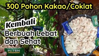 300 Pohon Coklat / Kakao Kembali Berbuah Lebat dn Sehat