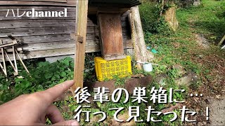 日本蜜蜂養蜂…後輩の巣箱の様子😊！