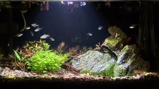 [No sound] Peaceful 60cm water plant aquarium - tropical fish guppies, ridley, corydoras