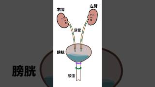 【尿路】尿の生成〜排出まで