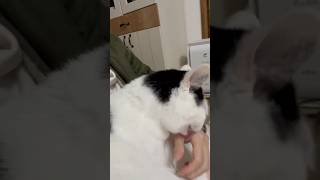 母のハンドクリームを剥がしに来る猫が笑える　#おもしろ猫動画  #かわいい猫動画  #みんな猫になれたらいいのに