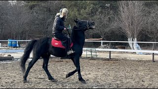 Жеребец танцует. Нет ни одного аллюра, кроме галопа