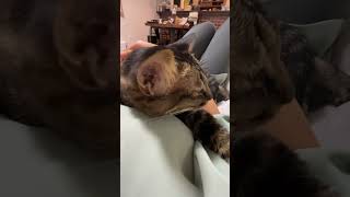 猫がお腹の上でくつろぎ始めたので寝かしつけた cat is sleeping