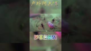 从水下的角度来看罗非鱼闹窝，够震撼。