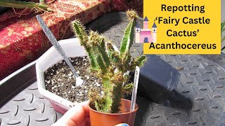 Repotting my Fairy Castle Cactus - Acanthocereus tetragonus | Cereus peruvianus & hildmannianus