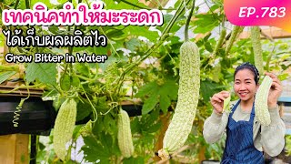 เทคนิคปลูกมะระจีนให้ดก เก็บผลผลิตไว‼️(ตัดลูกตัดยอดเลาะใบ) How to grow bitter in Aquaponics Systems