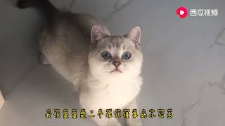 当三只超级可爱的小猫咪聚在一起～血槽已空！#毕业#