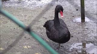 R1(2019)8/24(土)(42)リルファ【動物園シリーズ】熊本市動植物園・夏の夜間開園(熊本県熊本市)・コクチョウ