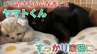 残飯を食べ生き延びていたヤマトくんのその後とアサヒ＆ビアの様子【Rescued cats】