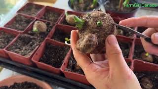 Starting Taro Root And Water Spinach  (Kangkong)Indoor. FarmGirl Canada idea.