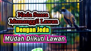 NADA SUARA CENDET JERNIH MEMANGGIL LAWAN MUDAH DIIKUTI, PANCINGAN CENDET GACOR FULL ISIAN