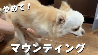 犬のマウンティングをやめさせる方法を試した結果【チワワ】