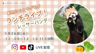 動物たちとモグモグ ランチライブ！レッサーパンダ