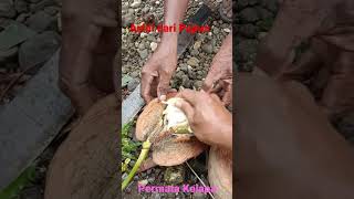 Permata Kelapa Asli dari Papua 👍🙏