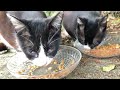 野良猫動画 日差しが強い朝にハチワレ猫たちがカリカリを食べる